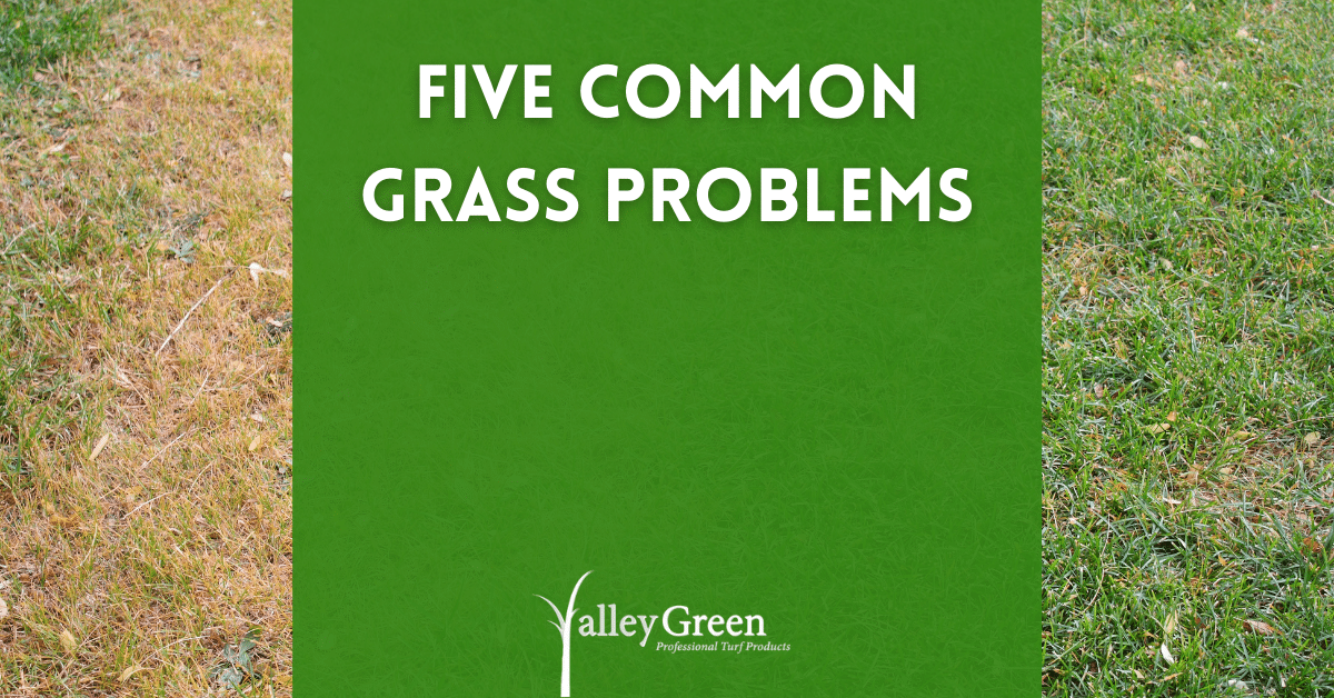 Five Common Grass Problems | Blog | Valley Green Inc.